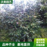 長期供應(yīng) 美人茶 花海工程打造 園林庭院造景植物