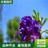 供應(yīng)多年生草本植物紫花苜蓿 根頸發(fā)達(dá) 長(zhǎng)勢(shì)優(yōu)良 便宜