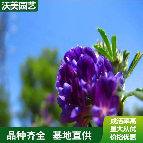 紫花苜蓿价格