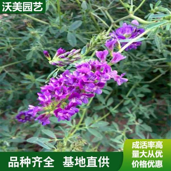 紫花苜蓿价格