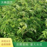 基地供應(yīng)黃菠蘿樹 園林綠化工程苗 庭院小區(qū)綠化帶種植苗