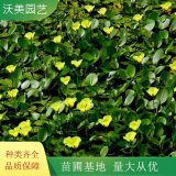 荇菜 铺地竹 各种 水生 植物苗 成活率高 根系旺 绿化 工程