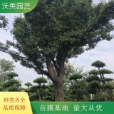 沃美园艺出售 皂角树苗 树枝高大 根系好 规格齐全 绿化栽植树