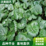 苗圃出售 虎耳草 庭院绿化盆栽 小区 园林造景苗木