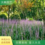 蘭花三七 園林護(hù)坡綠化地被彩色綠籬 庭院觀賞植物苗