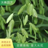 基地出售 小盼草 园林绿化工程苗 小区观赏植物苗