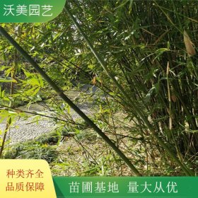 苗圃出售 慈孝竹 园林小区绿化苗木 别墅 观赏种植绿植