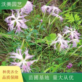 沃美园艺出售 瞿麦小苗 绿化造景配植苗 园林切花材料