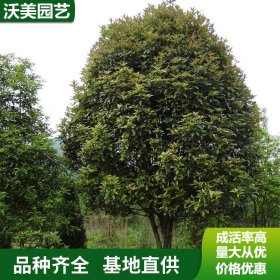 基地四季桂 庭院别墅工程绿化桂花树 城市绿化美化植物