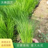 沃美園藝出售 細(xì)葉針茅小苗 杯苗 地被綠化造景栽植苗