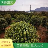 大量出售 英国冬青 园林庭院造景植物 道路绿化色块苗木