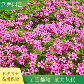 铜锤草盆栽 醡浆草 红花杂酱草 秋冬春开花多年生 好养