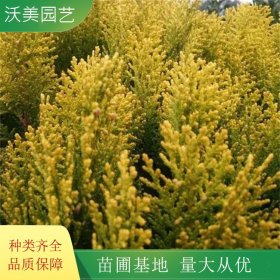 基地供应 黄金花柏 耐旱植物 绿化苗庭院工程 小区庭院观赏苗