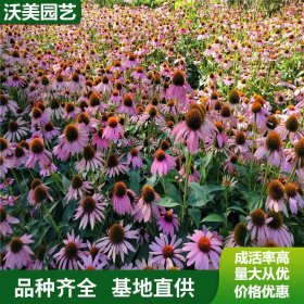 基地供应松果菊 开花繁盛 花色鲜艳 庭院绿植 室内盆栽观赏