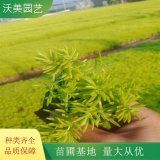 沃美园艺出售 金叶佛甲草小苗 花镜花坛绿化苗 景区栽植苗