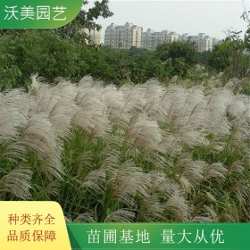 沃美园艺 南荻小苗 水生绿化栽植苗 花镜花坛切花材料