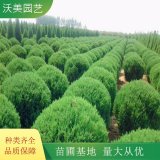 苗圃出售 蜀桧苗 园林绿化彩色绿篱 庭院观赏植物苗