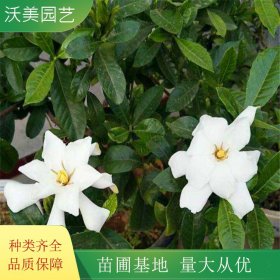 苗圃出售 花叶栀子小苗 花海工程打造 道路绿化苗木