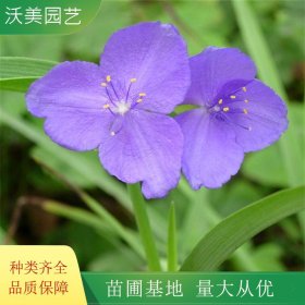 沃美园艺出售 紫露草小苗 景区地被绿化苗 花镜花坛栽植苗