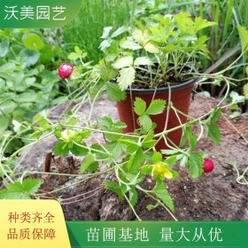 蛇莓 常绿速生绿化景观工程苗 夏季观果园林地被植物