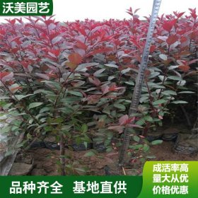 基地出售紫叶矮樱苗木 园林绿化绿篱植物 庭院景观绿化苗木