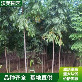 苗圃出售 枫杨 园林庭院造景植物 道路绿化色块苗木