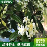 基地供應(yīng)海桐球 園林色塊矮籬球形植物 四季常青耐寒耐澇