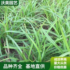 基地 大叶苔草 庭院露地苗木 绿化工程苗 美丽 欢迎选购