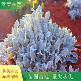 基地供应雪叶菊 银叶菊 盆栽苗阳台四季开花卉易种植庭院花境植物