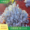 基地供應(yīng)雪葉菊 銀葉菊 盆栽苗陽臺四季開花卉易種植庭院花境植物