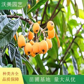 苗圃出售 盆栽枇杷 果特大风味浓甜 果树苗 庭院园林绿化植物