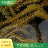 沃美園藝出售 穗狀狐尾藻小苗 水體綠化造景栽植工程苗