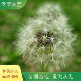 沃美园艺出售 蒲公英小苗 园林地被绿化造景观赏栽植 苗