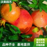 花石榴树庭院阳台绿植观赏植物红花石榴基地