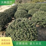 沃美園藝出售 龜甲冬青球 道路隔離帶綠化栽植苗四季常綠