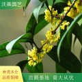 苗圃供應(yīng) 園林植物桂花 樹 室外綠化工程苗 花海工程打造苗