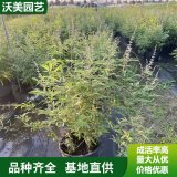 基地出售穗花牡荊 盆苗 加侖苗 別墅庭院小區(qū)觀賞綠植規(guī)格齊全