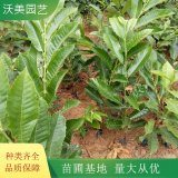 沃美园艺出售 板栗苗 景区园林观果观叶植物 绿化工程树