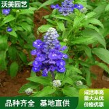 基地宿根耐寒地被花卉蘭花鼠尾草花苗營養(yǎng)缽苗可公園庭院綠化