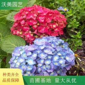 八仙花 绣球花苗 变色盆栽花卉庭院盆栽地栽 无尽夏绣球当年开花