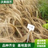 苗圃出售 细茎针茅 园林护坡绿化地被彩色绿篱 庭院观赏植物苗