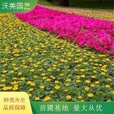 苗圃出售 草花 公園美化用花天天開 花海工程打造苗木