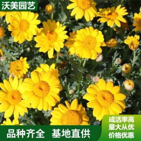 供应草花种 日光菊 庭院园林景观植物 绿化种植苗