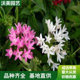 室內(nèi)觀賞花卉繁星花 基地發(fā)貨 市政綠化公園小區(qū)用五星花