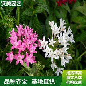 室内观赏花卉繁星花 基地发货 市政绿化公园小区用五星花