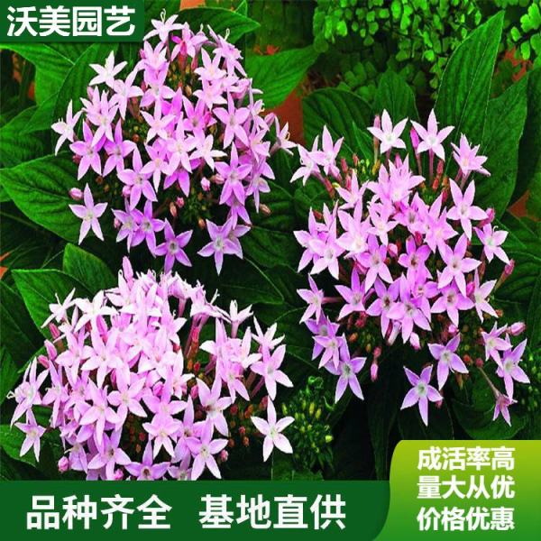 繁星花價(jià)格