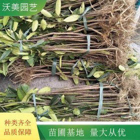 沃美园艺出售 苦丁茶树苗 花镜花坛绿化观赏苗 庭院栽植苗