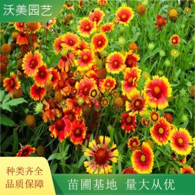 出售宿根天人菊 公园盆栽花坛 花带 市政小区绿化草花