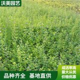 苗圃出售 小叶女贞 园林庭院造景植物 道路绿化色块苗