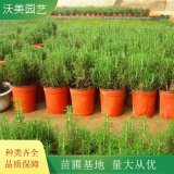 迷迭香 盆栽绿植花苗木基地 海洋之露 艾菊 散发香味花卉盆栽